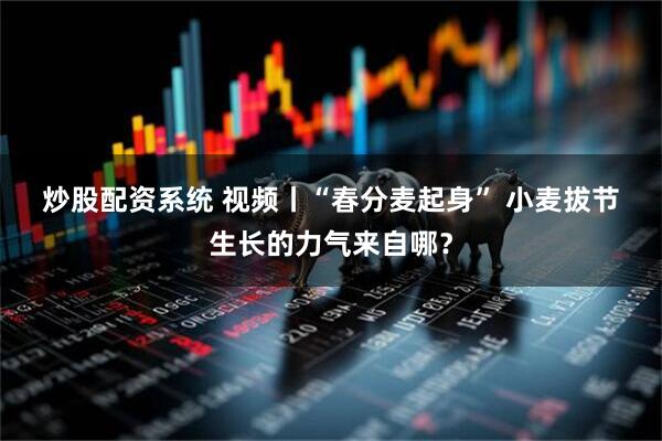 炒股配资系统 视频丨“春分麦起身” 小麦拔节生长的力气来自哪？